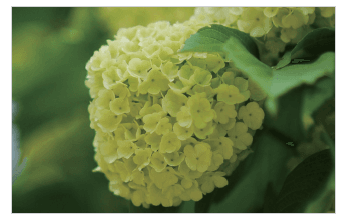 Samsung WB1100F Smart Wi-Fi Digital Camera 57