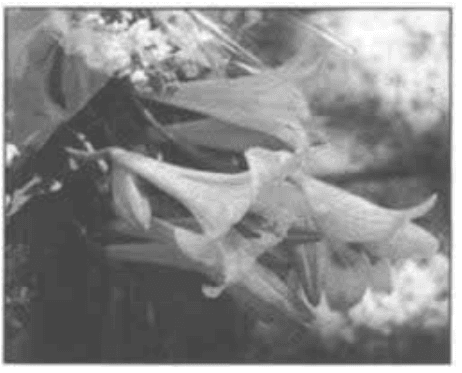 Olympus Stylus Pocket Camera 36