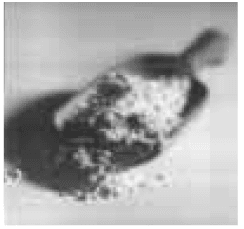 Oster 5821 Deluxe 2-Pound Dough and Bread Maker User Manual-1