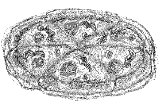 Panasonic NB-G110P Toaster Oven Operating Instructions Panasonic NB-G110P Toaster Oven 18