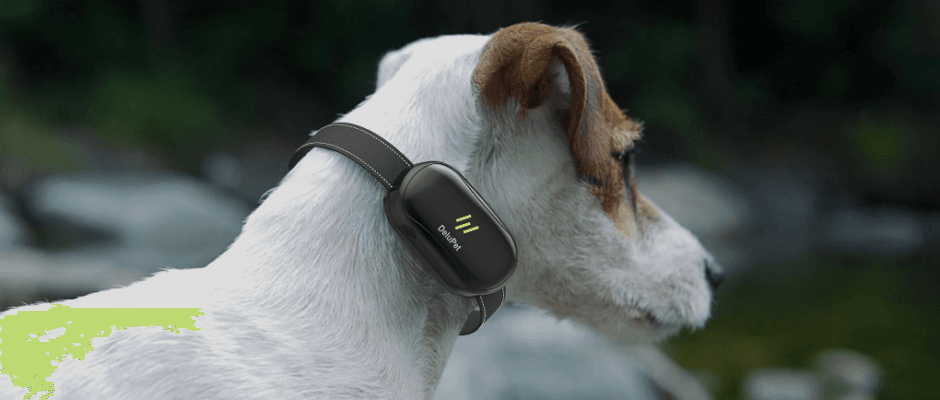 Delupet DT-66 Dog Training Shock Collar User Manual Delupet DT-66 Dog Training Shock Collar-featured