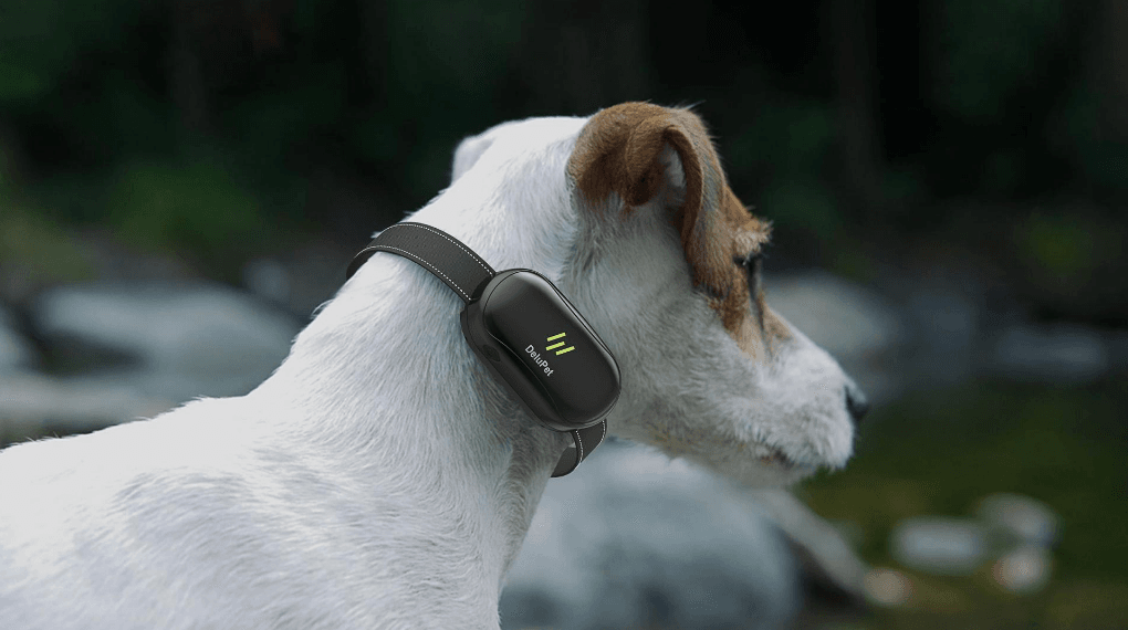 Delupet DT-66 Dog Training Shock Collar User Manual