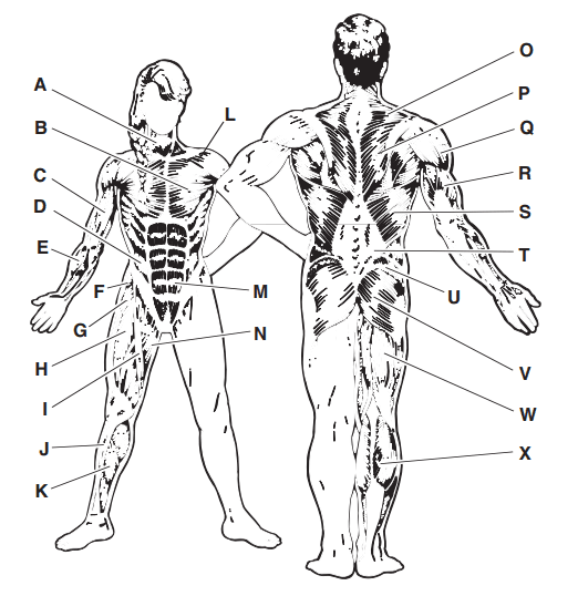 Golds Gym XRS 20 Olympic Bench-27