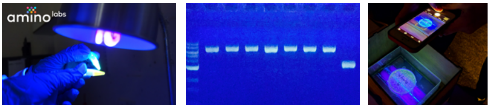 Amino labs PCR-IT KIT Classroom Instruction Manual Amino Labs PCR-IT KIT Classroom-1
