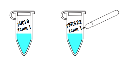 Amino labs PCR-IT KIT Classroom Instruction Manual Amino Labs PCR-IT KIT Classroom-14