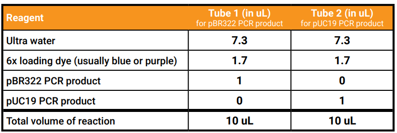 Amino Labs PCR-IT KIT Classroom-21