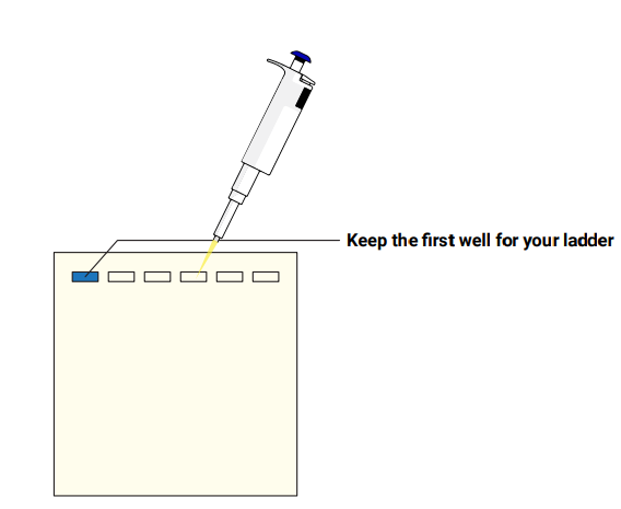 Amino labs PCR-IT KIT Classroom Instruction Manual Amino Labs PCR-IT KIT Classroom-23