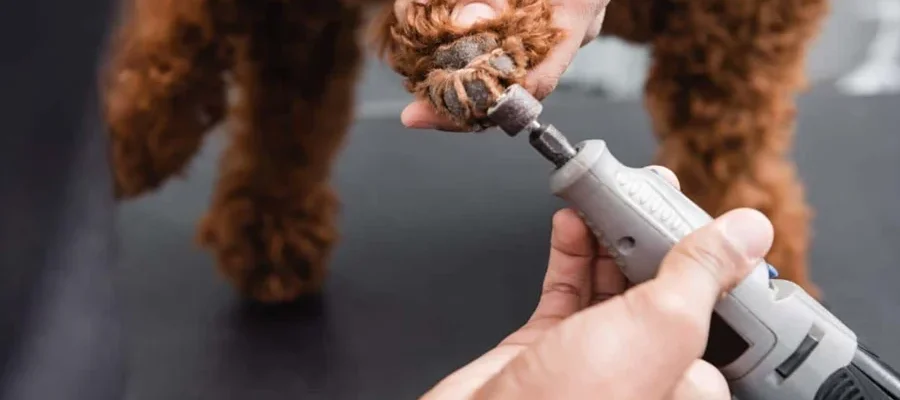 Petwant N30 LED Pet Nail Grinder featured image