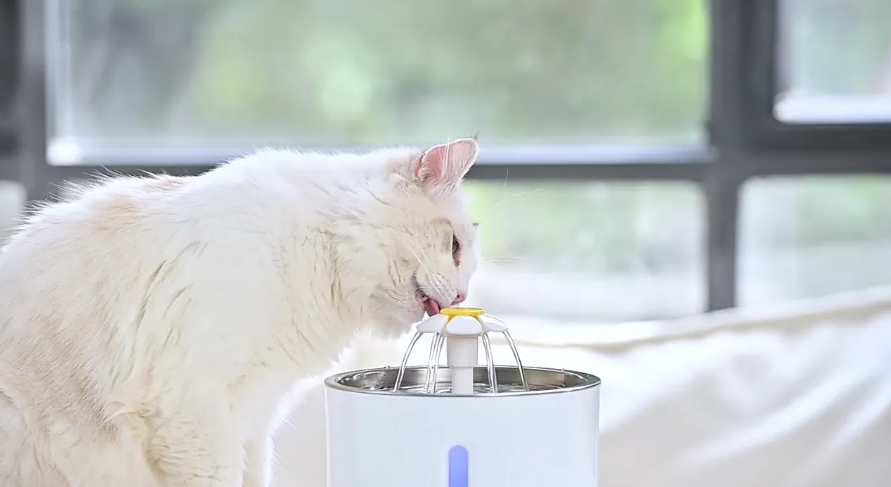 Petwant PW-105 Water Fountain Instructions Manual