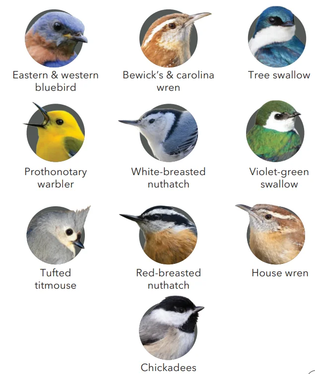 Wasserstein Wooden Birdhouse for Smart Camera-6