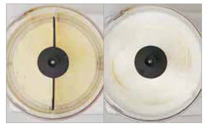 Magimix 4200XL Food Processor User Manual 32