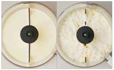 Magimix 4200XL Food Processor User Manual 33