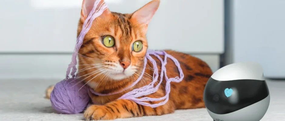 ROLA Mini Companion Robot User Manual ROLA Mini Companion Robot featured image