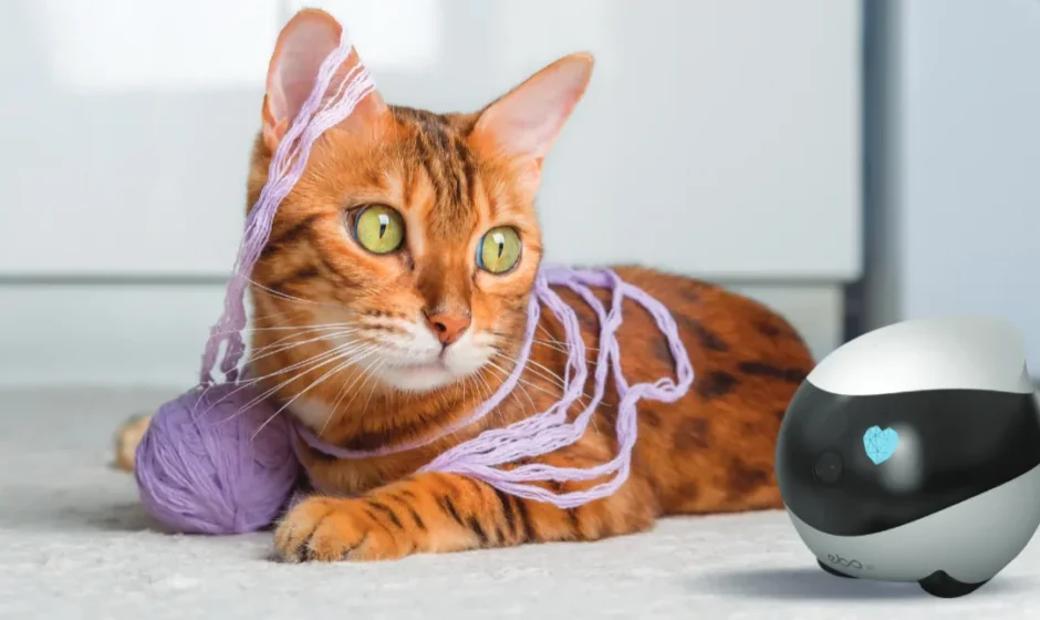 ROLA Mini Companion Robot User Manual ROLA Mini Companion Robot featured image