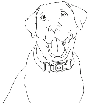 Pawport Pet Collar 9