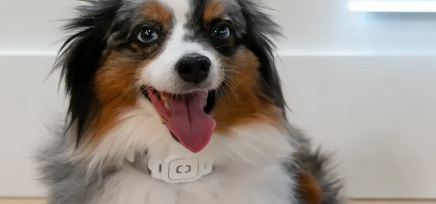 Pawport Smart Pet Tag feat