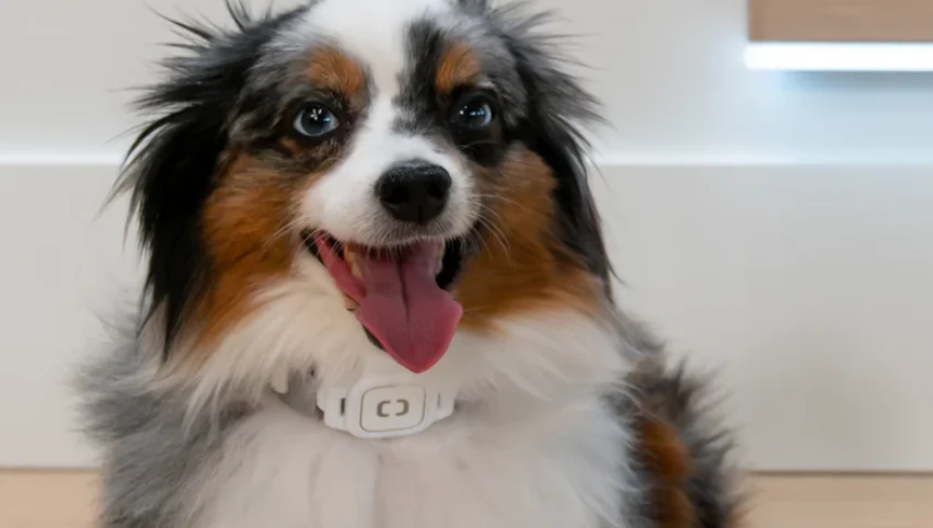 Pawport Smart Pet Tag feat